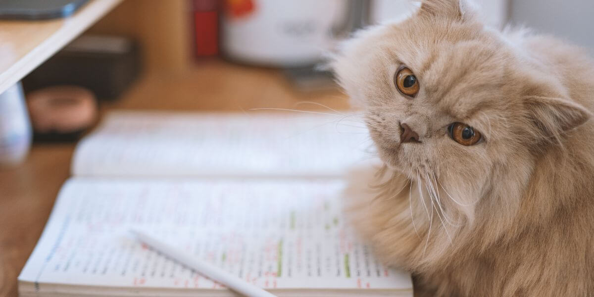 獣医学部の基礎科目を学ぶイメージ