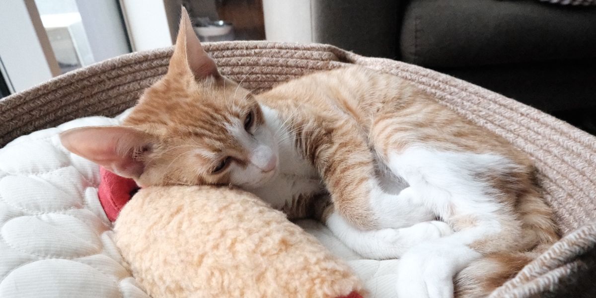 メンタルバランス術