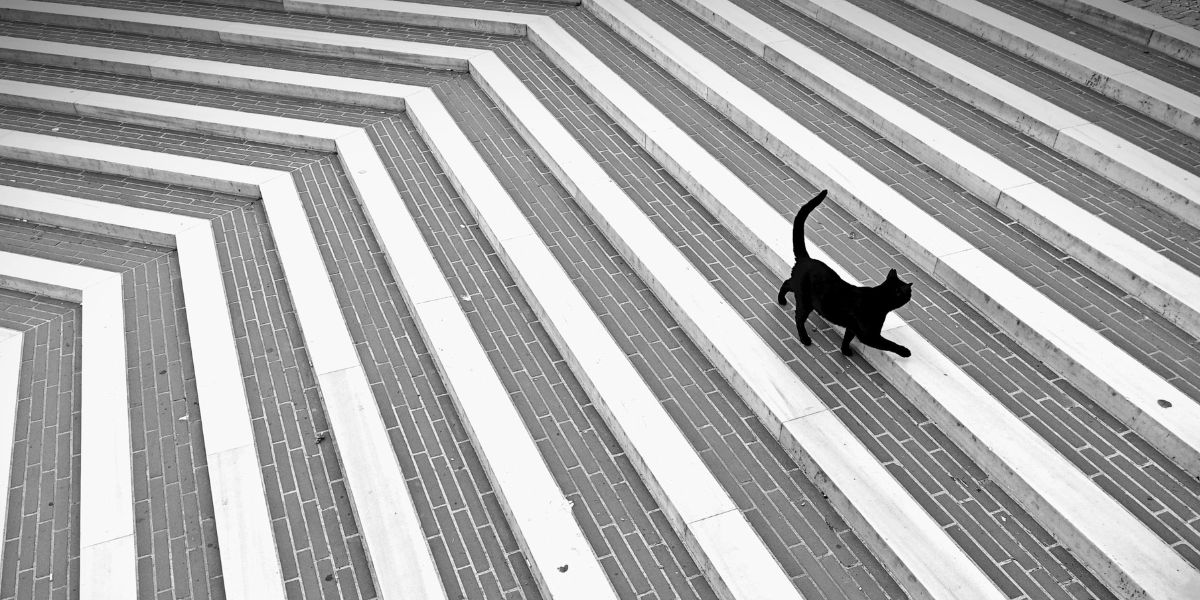 獣医師のキャリアのイメージ